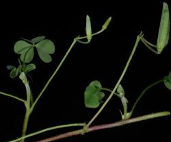 Image: P.B. Heenan © Landcare Research 2014 